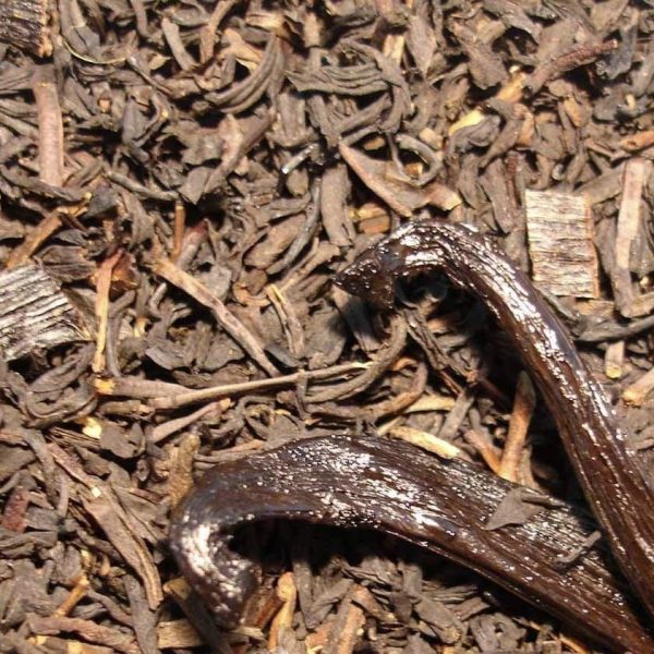 Té Negro de Vainilla